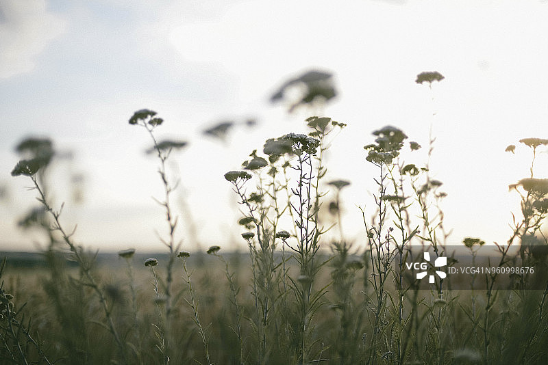 对着天空的田野上开花植物的特写图片素材