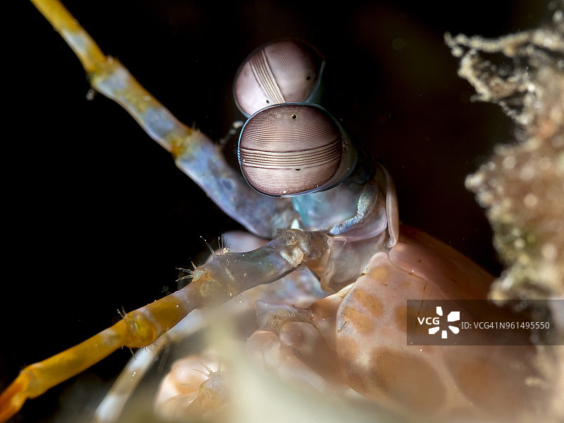 近距离拍摄的孔雀螳螂虾(齿趾龙scyllarus)海底图片素材