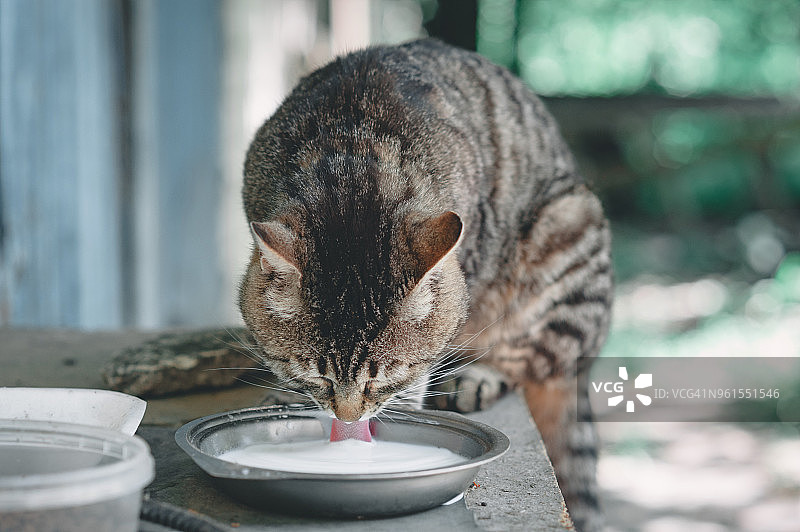 一种纯种的灰色猫，喝着碟子里的牛奶图片素材