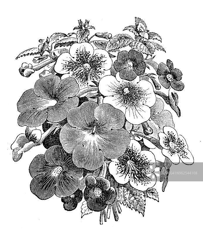 植物学植物古版画插图:阿奇美尼斯图片素材