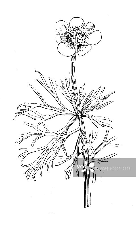 植物学植物古雕刻插图:Adonis aestivalis(夏雉眼)图片素材