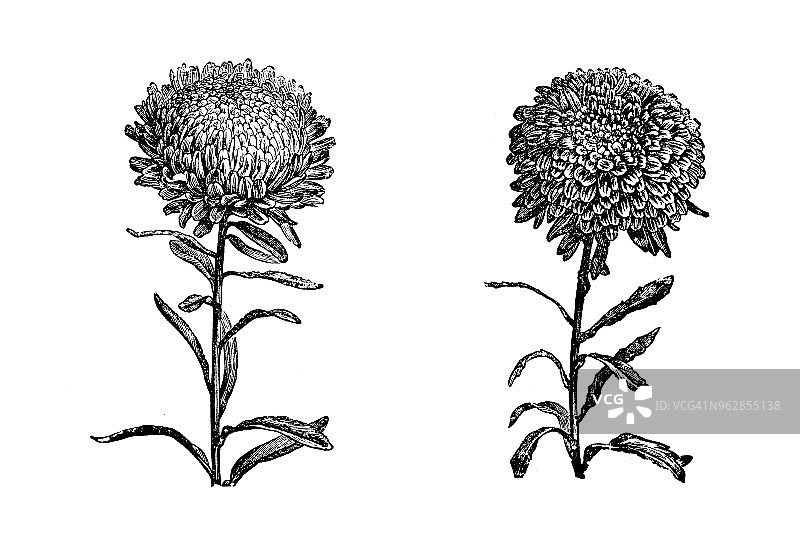植物学植物古董雕刻插图:特吕弗的紫苑图片素材