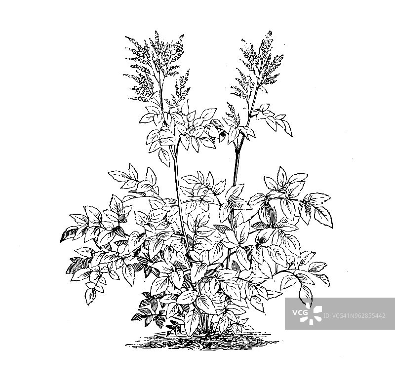 植物学植物古版画插图:江落新妇图片素材