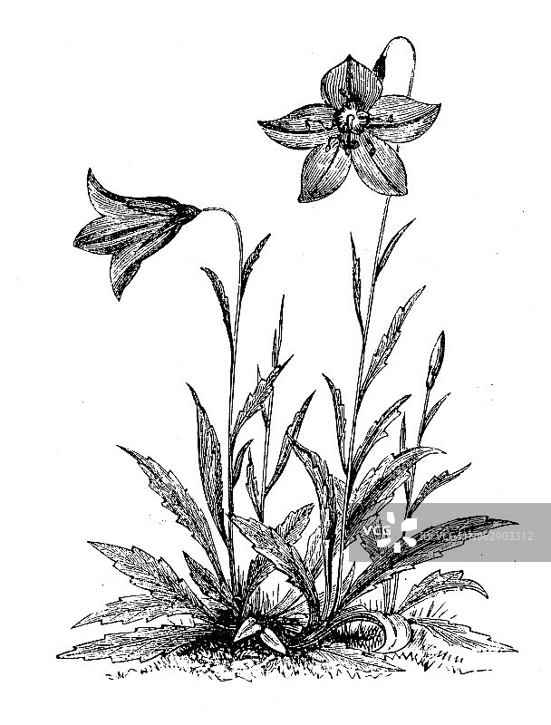 植物学植物古版画插图:风铃图片素材