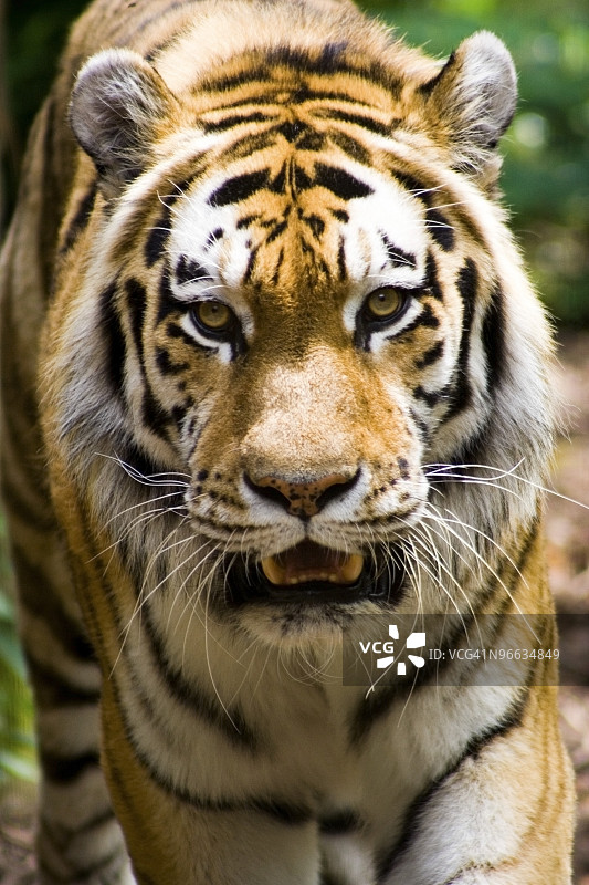 老虎，印第安纳波利斯动物园，印第安纳波利斯，美国图片素材