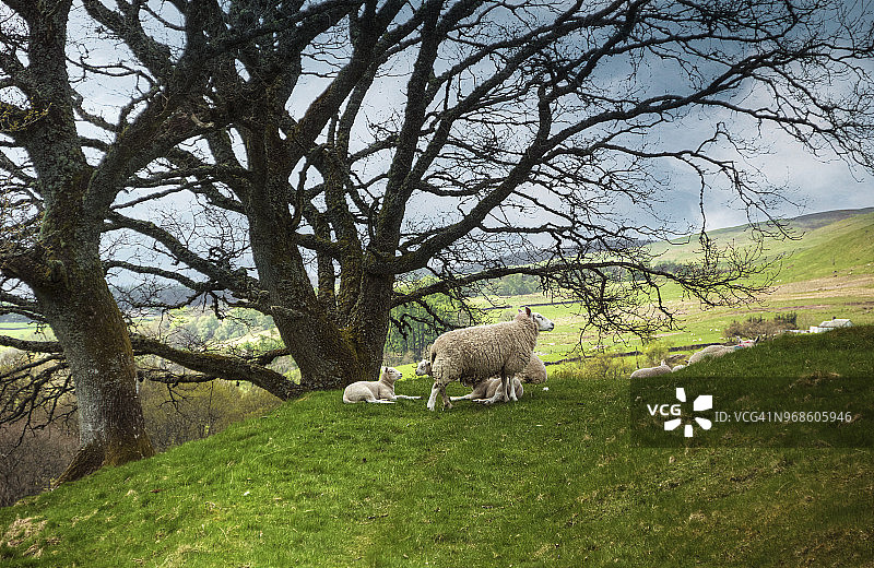 苏格兰橡树下的一群羊图片素材