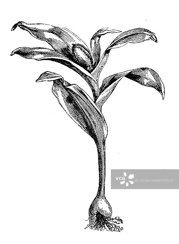 植物学植物仿古雕刻插图:秋水仙图片素材
