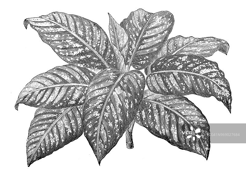 植物学植物古版画插图:阿米巴图片素材