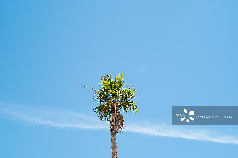 阳光明媚的棕榈树图片素材