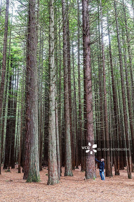 游客在新西兰罗托鲁瓦红木森林的一棵大树附近图片素材