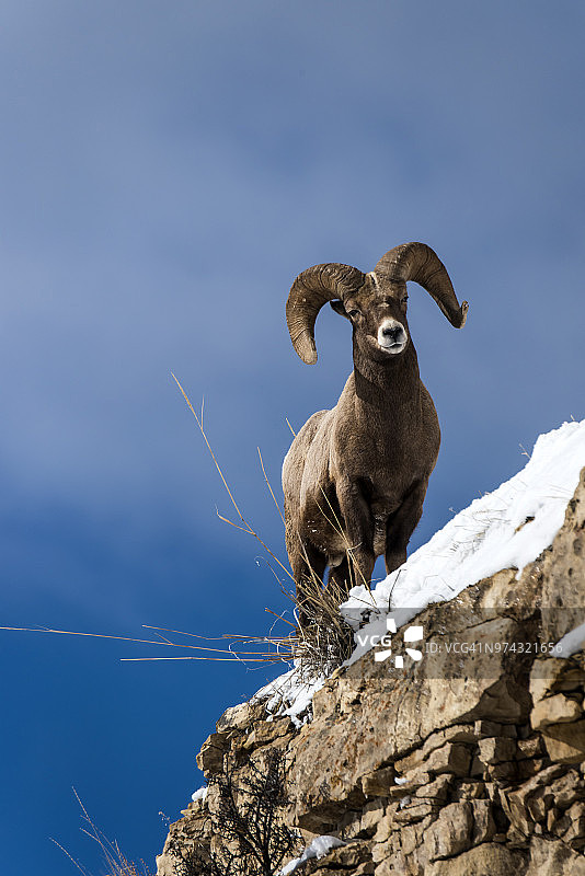 冬天的大角羊图片素材