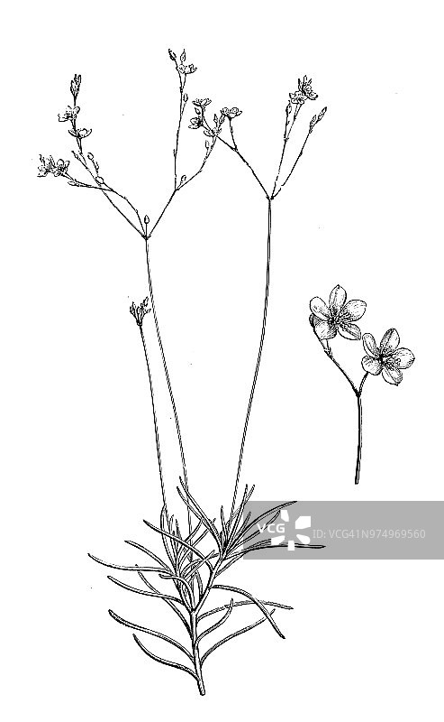 植物学植物仿古雕刻插图:直叶薯类图片素材