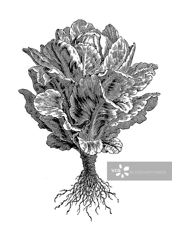 植物学植物仿古雕刻插图:因为莴苣图片素材