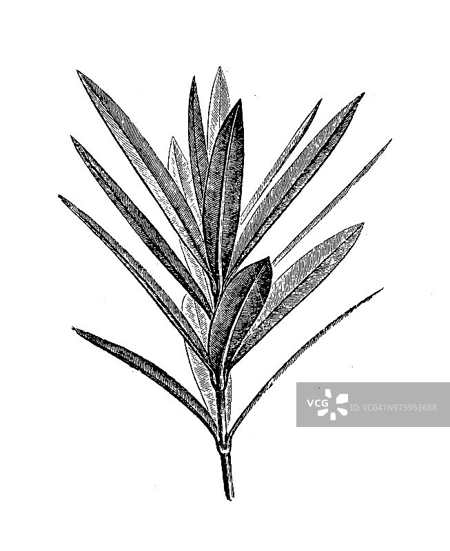 植物学植物仿古雕刻插图:夹竹桃图片素材