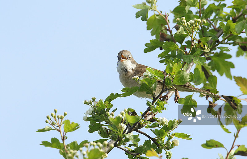 春天，一只美丽的白喉鸟栖息在一棵开花的山楂树上。图片素材
