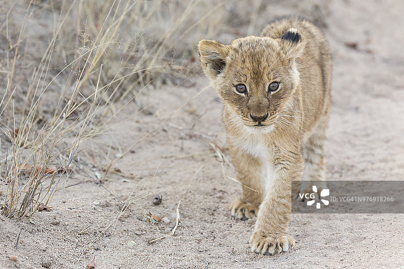 美丽的狮子幼崽在卡拉哈里沙漠摆姿势- Kgalagadi越境公园南非图片素材