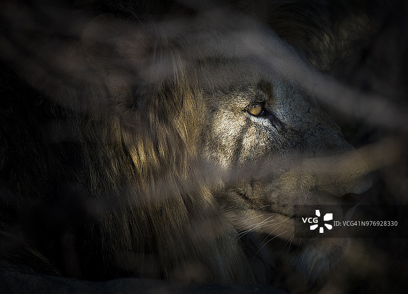 雄狮，马拉塔巴私人禁猎区，林波波，南非图片素材