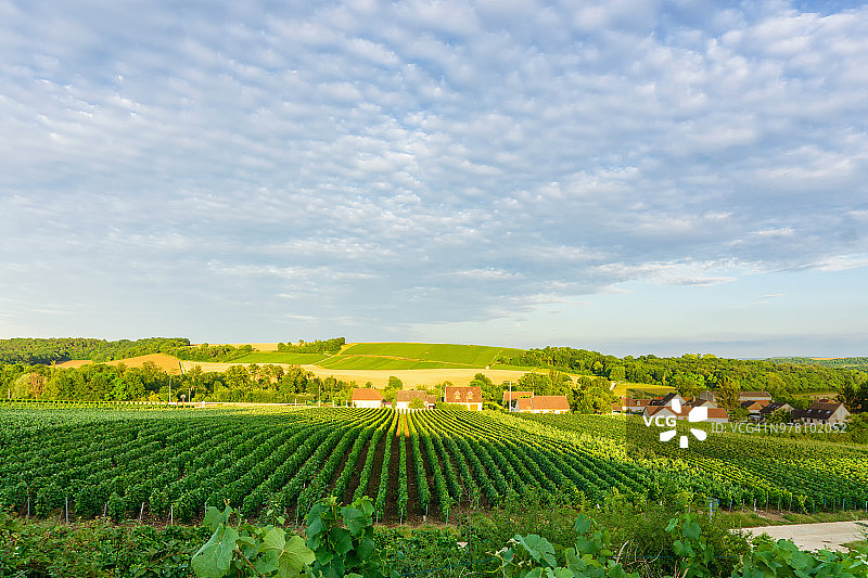 排葡萄绿葡萄在香槟葡萄园在蒙太尼德兰斯在农村的村庄背景图片素材