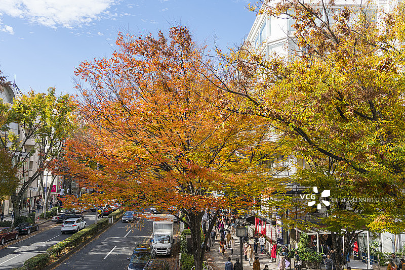 2017年11月26日，日本东京涩谷和原宿之间的表菅道(明治神宫前)旁，一排排的秋叶泽尔科娃树。人们走在人行道上，汽车穿过大街。图片素材