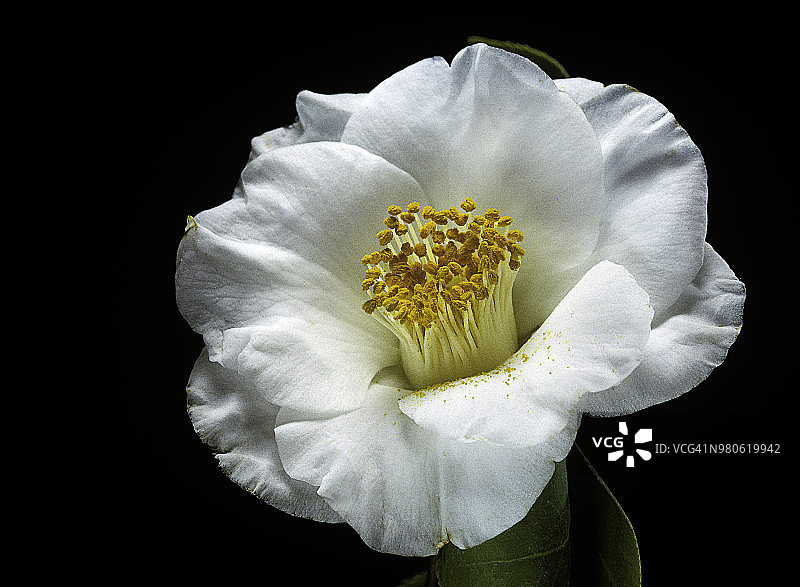 日本茶花“Madame Lourmand”(日本茶花，冬天的玫瑰)图片素材