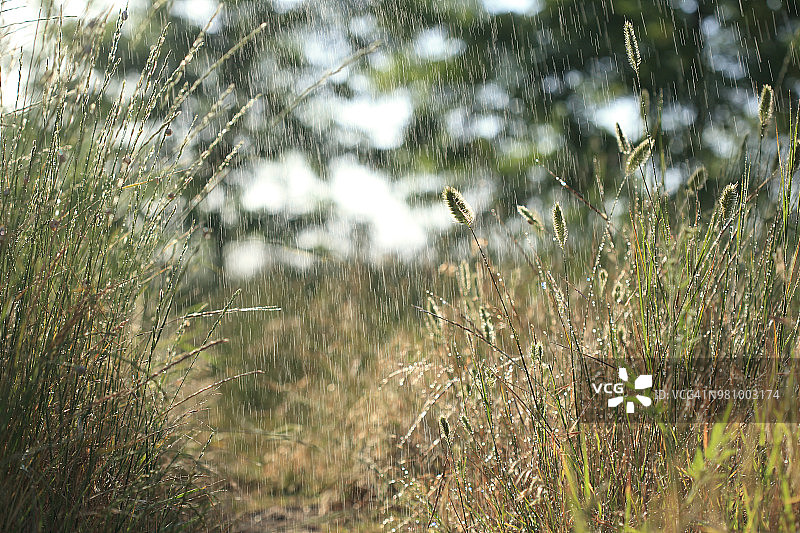田里的草在雨下图片素材