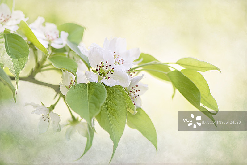 在柔和的背景下拍摄的美丽的白色春天梨花图片素材
