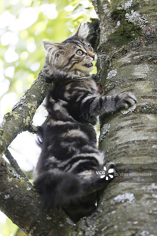 小猫，12周大，挪威赛，试图爬上一棵树。小猫挪威的森林。图片素材