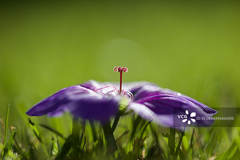 蓝色和紫色的天竺葵躺在草地上图片素材