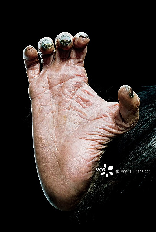 黑猩猩的脚，特写图片素材