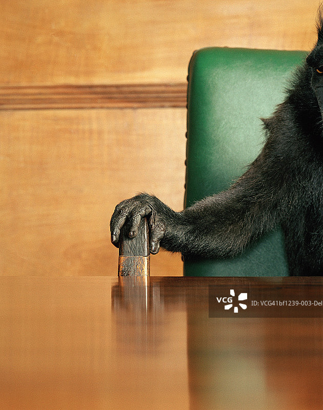 猕猴坐在会议桌前，手臂上的特写镜头图片素材