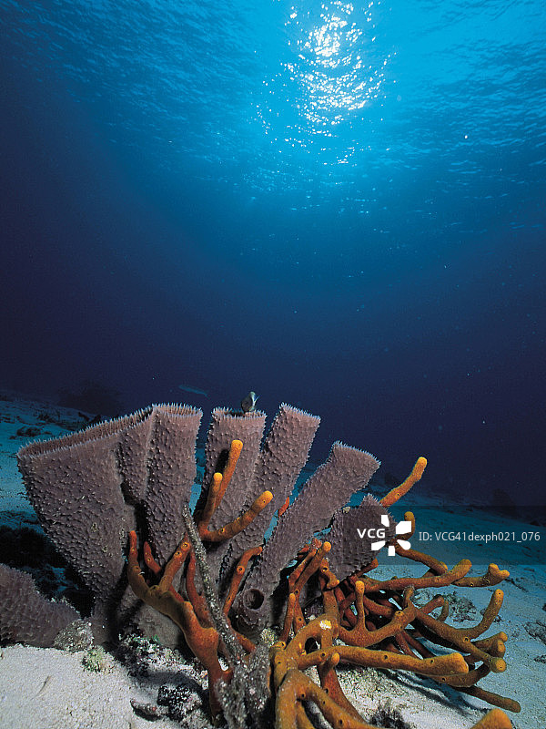 灯光照在珊瑚礁上图片素材