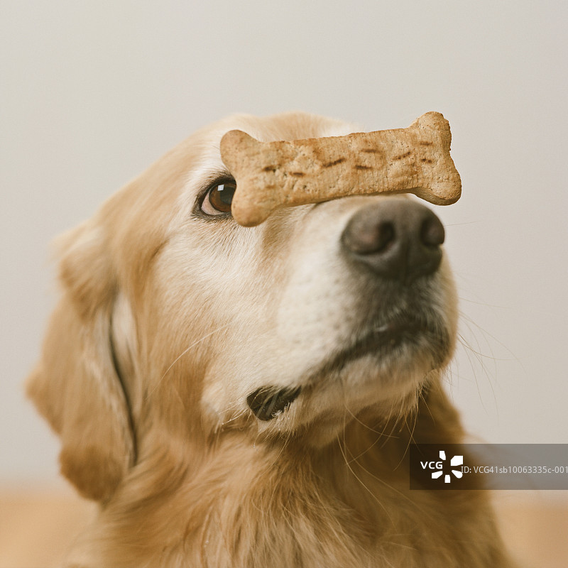 金毛猎犬，鼻子上有狗饼干，特写图片素材