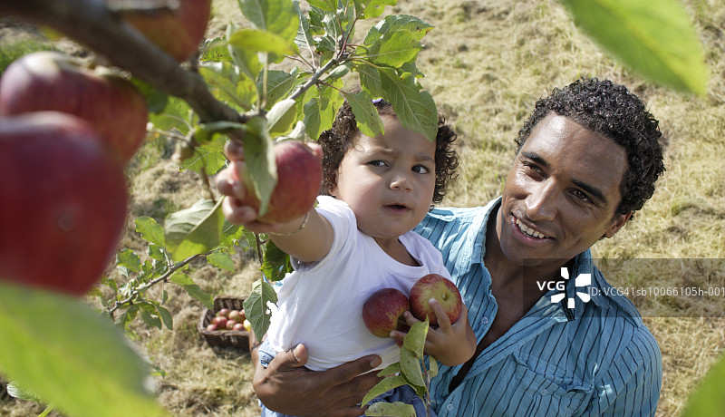 父亲和女儿(21-24个月)从树上摘苹果，高视阔步图片素材