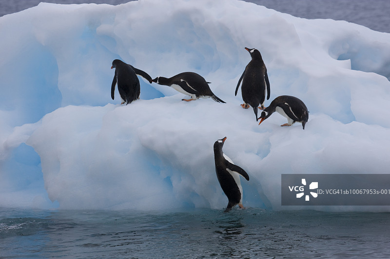 巴布亚企鹅(Pygoscelis巴布亚)在蓝色冰山图片素材
