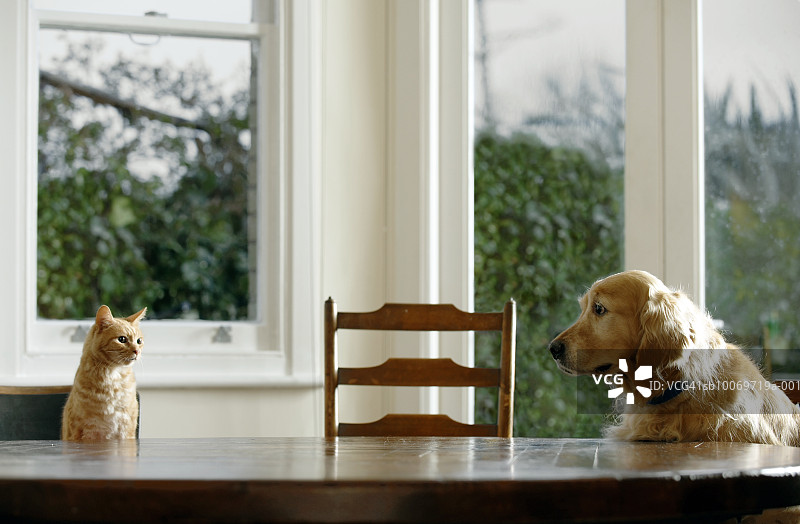 姜斑猫和金毛猎犬坐在餐桌旁图片素材