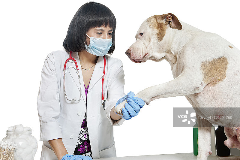 女兽医抱着狗的爪子在灰色的背景图片素材