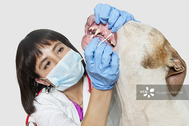 女兽医清洁狗的牙齿在灰色的背景图片素材