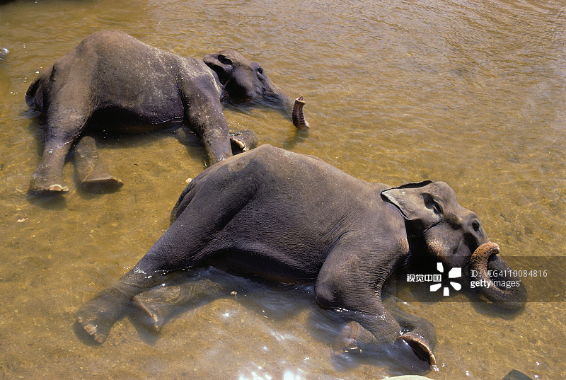 斯里兰卡孤儿院的大象在洗澡图片素材