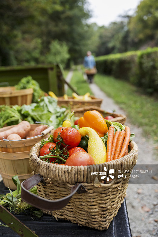 菜园里一篮篮收获的蔬菜。图片素材