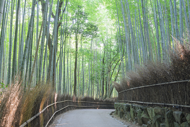 竹槽，佐野，岚山，京都，日本图片下载