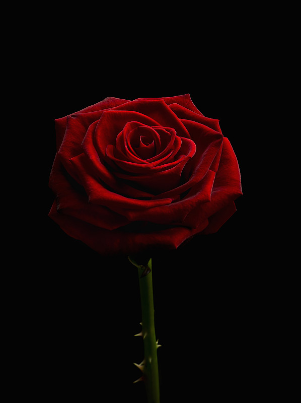 单瓣深红色玫瑰花。图片素材
