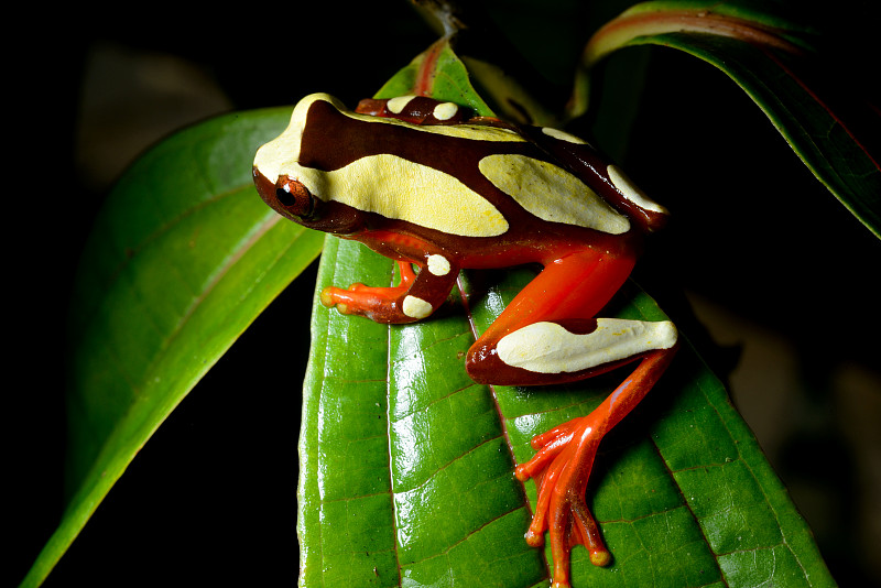 法属圭亚那的树蛙(Dendropsophus leucophyllatus)叶上。图片下载