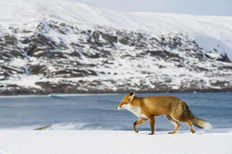红狐(Vulpes Vulpes)在珀斯峡湾海岸。Varanger,芬兰马克。挪威,3月图片下载