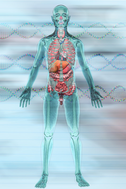 DNA模型和人体图片下载