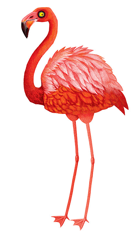 动物插画系列作品共3000幅-火烈鸟插画组图-站立的火烈鸟下载