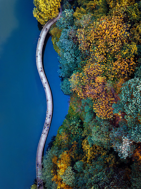 重庆彩云湖国家湿地公园一条蜿蜒的浮桥穿过彩色的树林图片素材