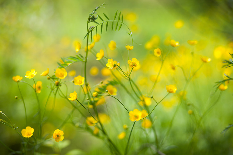 绿草里的黄色小花图片素材