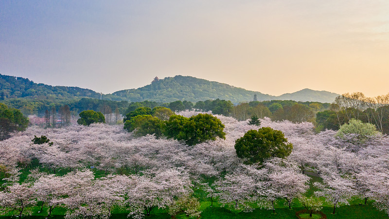 航拍樱花季武汉樱花园图片素材