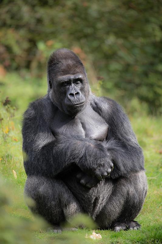 史上最大的银背大猩猩图片