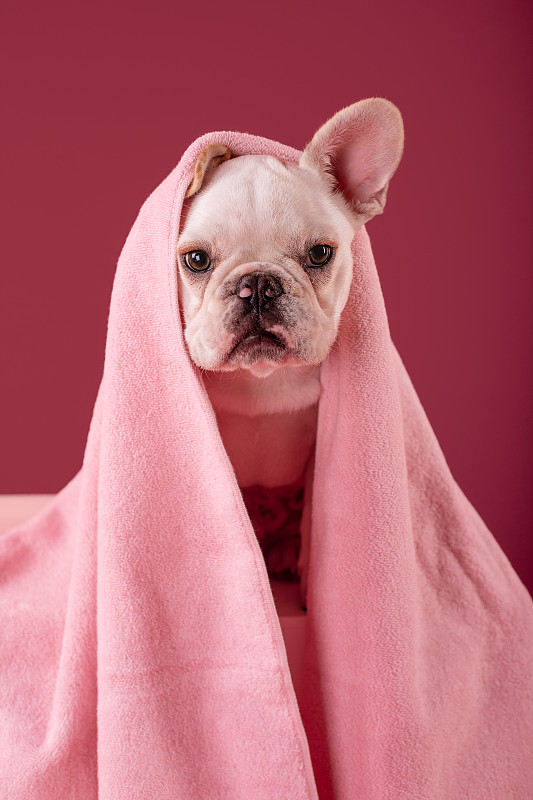 红色背景下粉色围巾下的一只法国斗牛犬图片下载